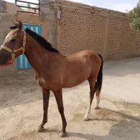 کره اسب