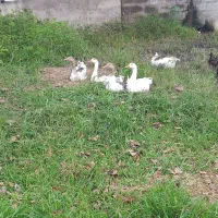 غاز های چهارماهه