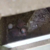 دوتا جوجه طوطی کوتوله 15روزه|پرنده|شاهین‌شهر, خانه کارگر|دیوار