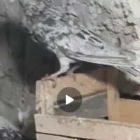 کبوتر سرور نامور|پرنده|دلبران, |دیوار