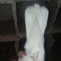 دمسفید|پرنده|خورموج, |دیوار