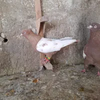 کبوتر سینه ای|پرنده|قیروکارزین, |دیوار