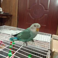 جوجه کوتوله برزیلی