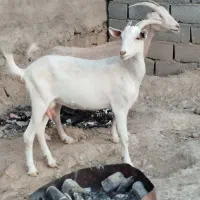 دوعددبزسانن خیلی شیرا آبستن سه ماهه|حیوانات مزرعه|مشهد, آبکوه|دیوار