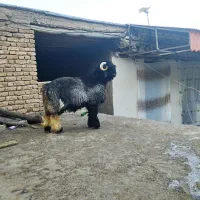 کوه قوچی