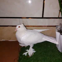 کبوترشهری چینی نریه پری