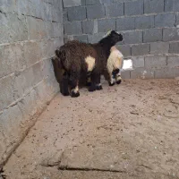 بره نروماده