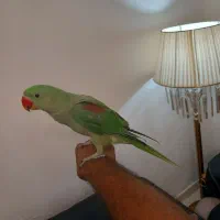 شاه طوطی ۳ ماهه