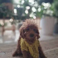 توی پودل اصل ماده خانگی