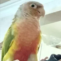 گرینچیک گمشده خرمدشت قیمت خودش مژدگانی