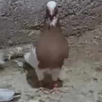 کفتر کله سبز و طوق زرد نر پرشی