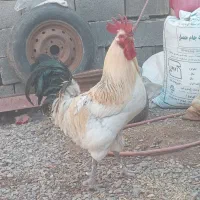 با مرغم معاوضه میکنی|حیوانات مزرعه|تربت جام, میان جام|دیوار