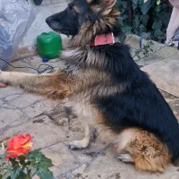 سگ ژرمن