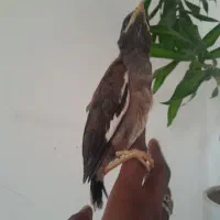 فروش جوجه مینا نر