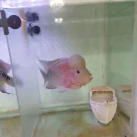 ماهی فلاور|ماهی|تبریز, |دیوار