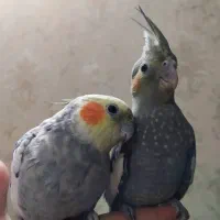 عروس هلندی مولد