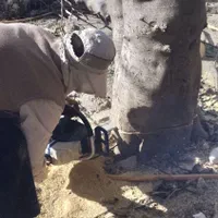 خرید چوب هرس قطع درختان با اره‌برقی سمپاشی علفزنی|خدمات باغبانی و درختکاری|کرمانشاه, |دیوار