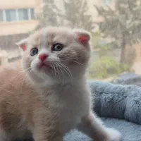 گربه اسکاتیش بریتیش|گربه|کرج, اتحاد|دیوار