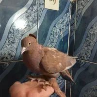 کبوتر زینتی نقشی|پرنده|اصفهان, جویباره|دیوار