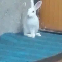 خرگوش