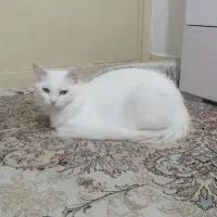 واگذاری گربه خشگل ترکیش
