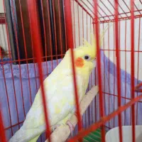 عروس هلندی لوتینو