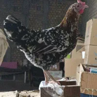 تخم مرغ نطفه دار گلین لری پنگوئنی ریشو