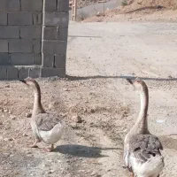 قو غاز معاوضه با بوقلمون|حیوانات مزرعه|یاسوج, |دیوار