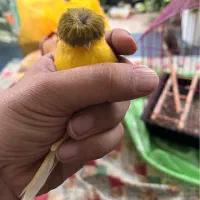 قناری نژاد گلاستر|پرنده|ساری, |دیوار