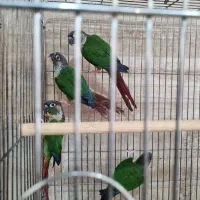 چهار عدد گرینچیک جوجه نرمال یلوساید