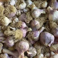 سیر