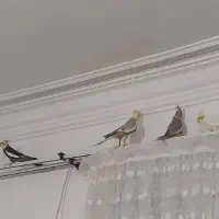 عروس‌هلندی