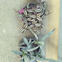 گل و گلدان طبیعی برای حیاط