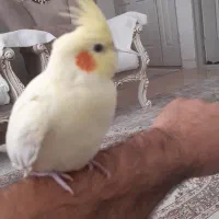 فروش فوری عروس هلندی لوتینو