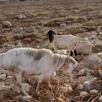 قوچ برشن چاق چاق|حیوانات مزرعه|بندر کنگان, |دیوار