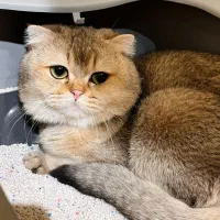 نر گلد مولد قوی|گربه|تهران, میرداماد|دیوار