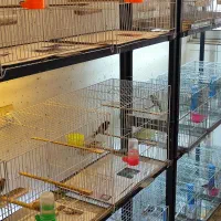 سهره چهار گل سهره سرخ سهره کرمانی ماده دوساله|پرنده|مشهد, هفده شهریور|دیوار