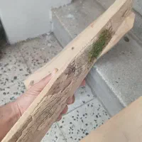 چوب شمشاد|سازهای سنتی|تهران, کوثر|دیوار