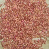 فروش گندم بذری پیشگام مادری بوجاری شده