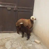 شیش میش بره جوان