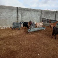 فروش دام داشتی فوری|حیوانات مزرعه|سمیرم, |دیوار