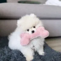 سگ پامر / سفید و نباتی / پامرانین خرسی|سگ|تهران, تهرانسر غربی|دیوار