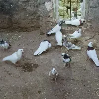 کفتر|پرنده|اسدآباد, |دیوار