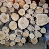 خرید چوب سپیدار وزایعات به صورت نقدی