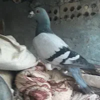 کفتر بوم|پرنده|مشهد, ایوان|دیوار