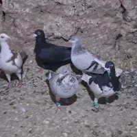 کفتر پرشی