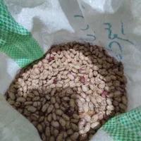 لوبیا چیتی امسالی