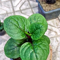 گل سارا رسید