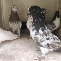 کبوتر