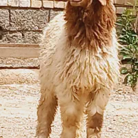 بره گوسفند و بره